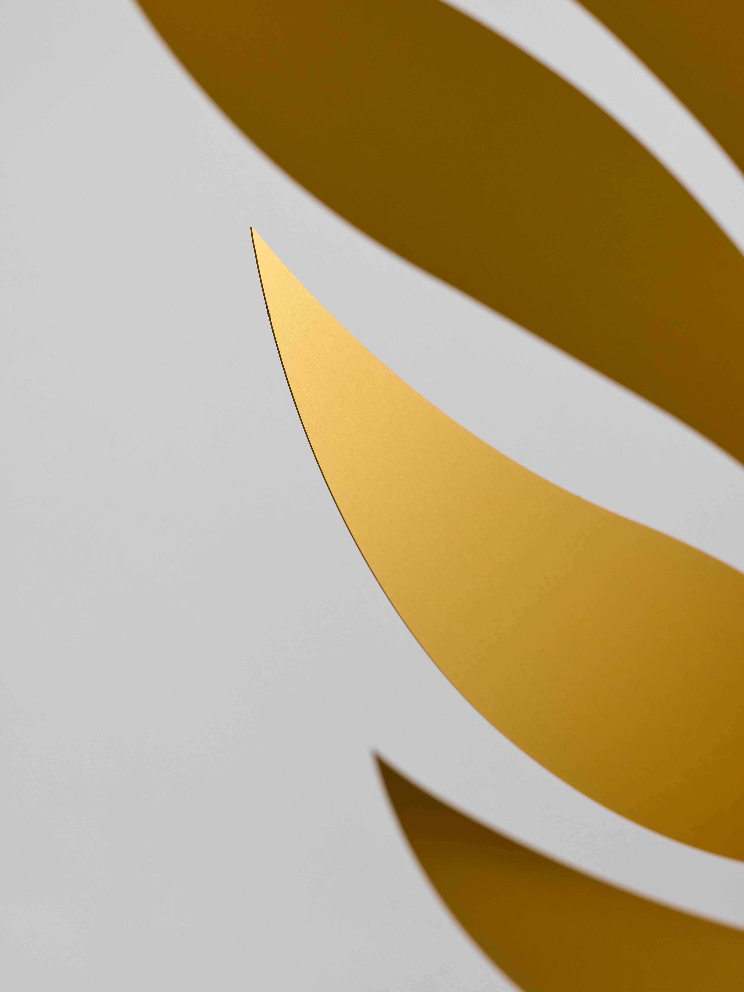 Golden Rhythm | Size L